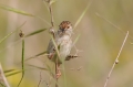 Gestreepte Prinia 1